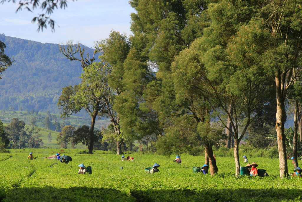 KebunTeh, Photo by : Ade Bayu Indra